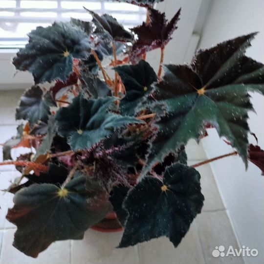 Комнатные цветы
