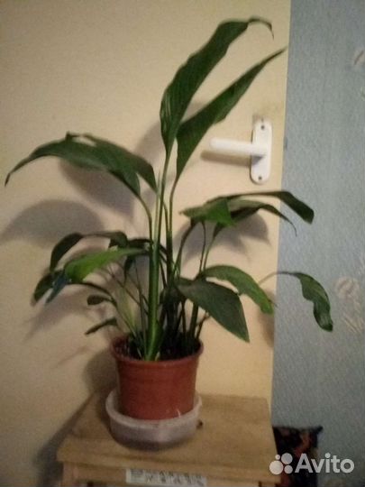 Спатифиллум