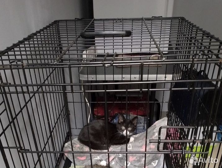 Котята бесплатно
