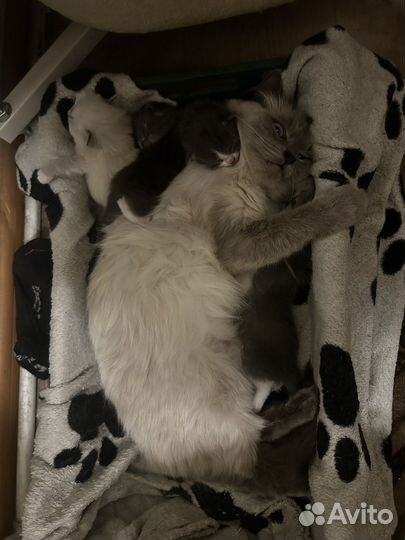 Вислоухие котята