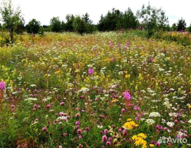 Мёд 24 года из Алтая опт