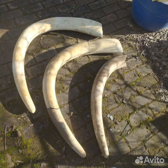 Бивни мамонта макет пластик