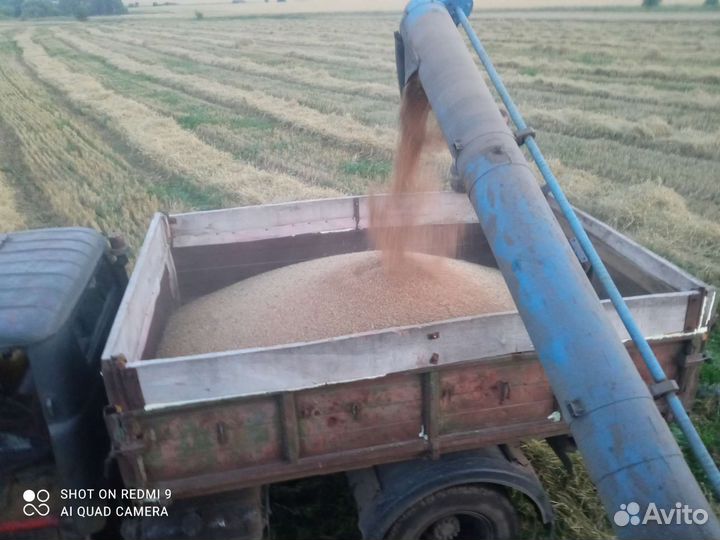 Зерно Пшеница