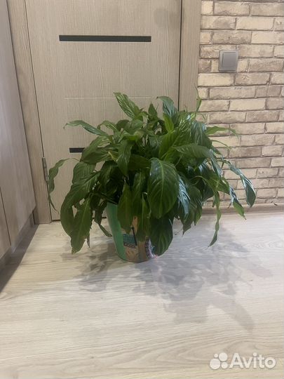 Спатифиллум