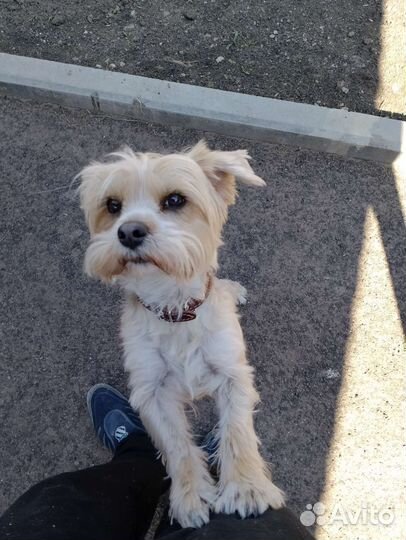 Йоркширский терьер