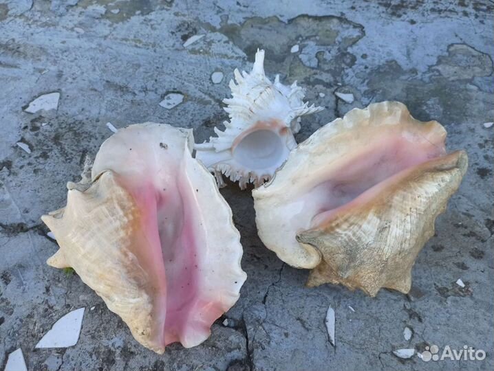 Ракушка морская большая