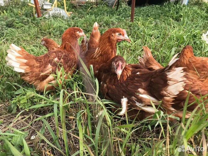 Куры несушки