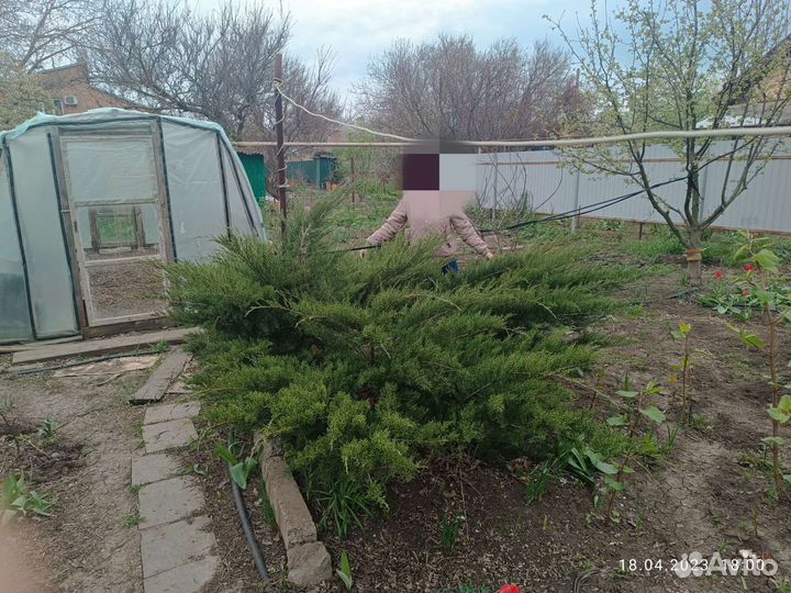 Можжевельник