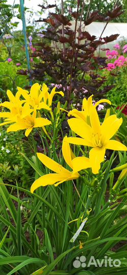 Многолетники продам