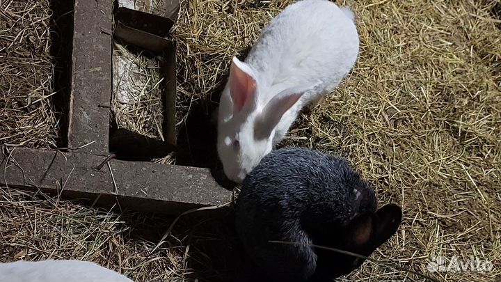 Кролики, Мясо кролика