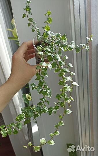 Разные комнатные растения