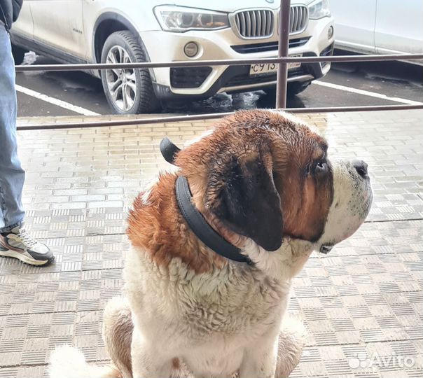 Сенбернар. Найден