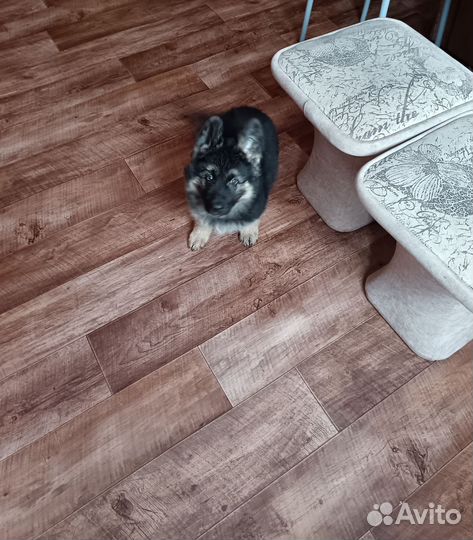 Щенки немецкой овчарки