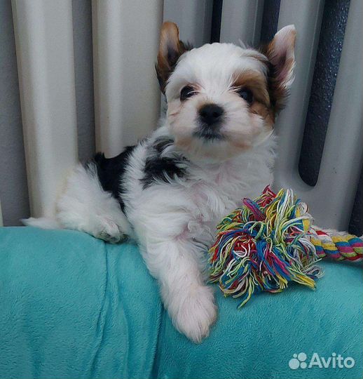 Девочки Бивер