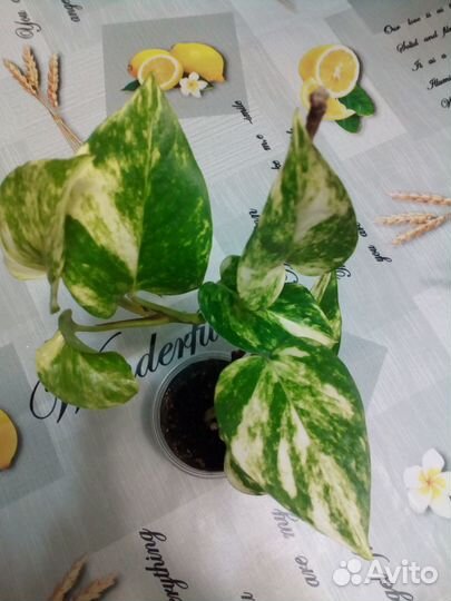 Комнатные цветы