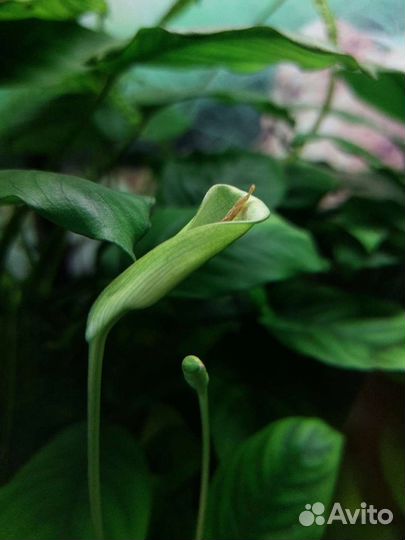 Аквариум с тумбой 180л