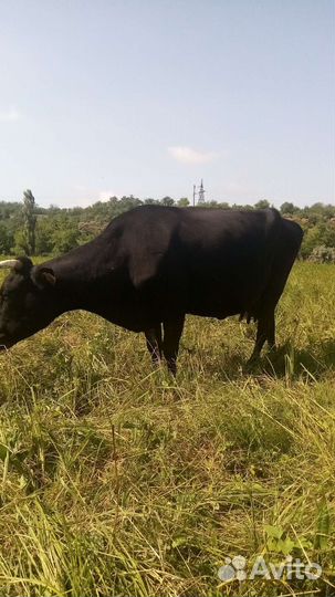 Высокоудоенная корова