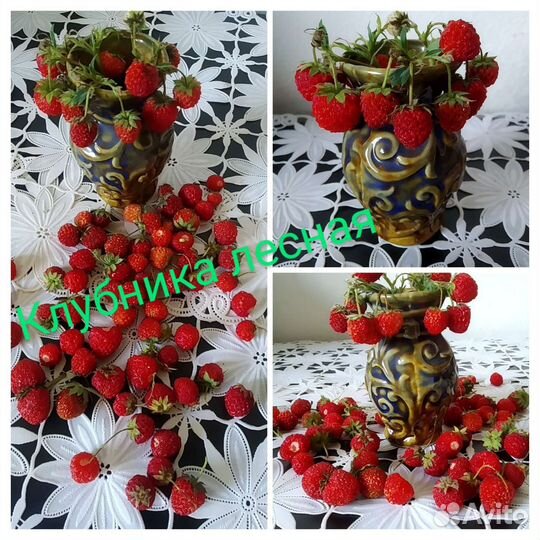 Земляника, Ежевика, Клубника вишня