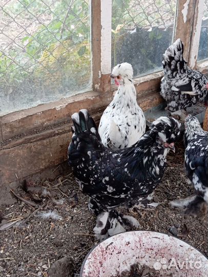 Карликовые куры