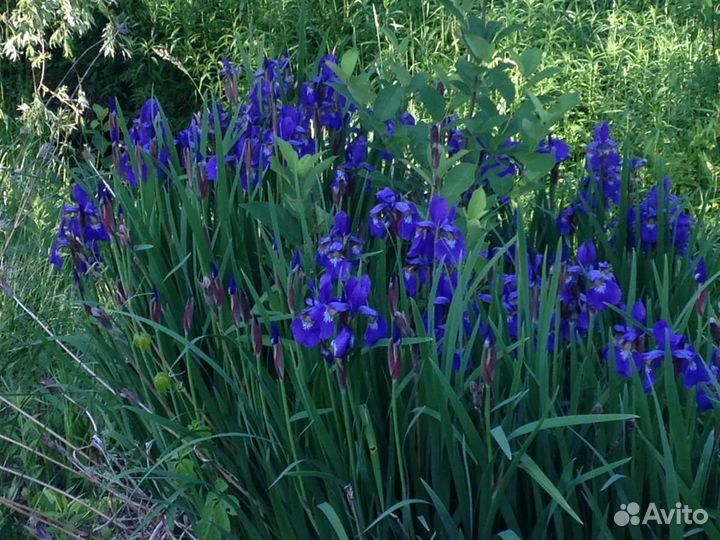 Ирис белый, желтый сортовой, болотный синий. Пион