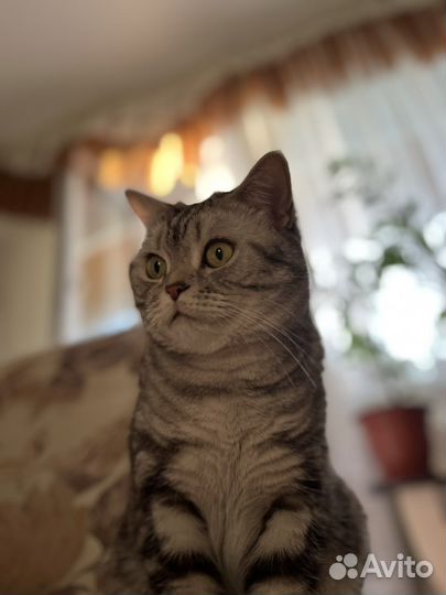 Британская кошка