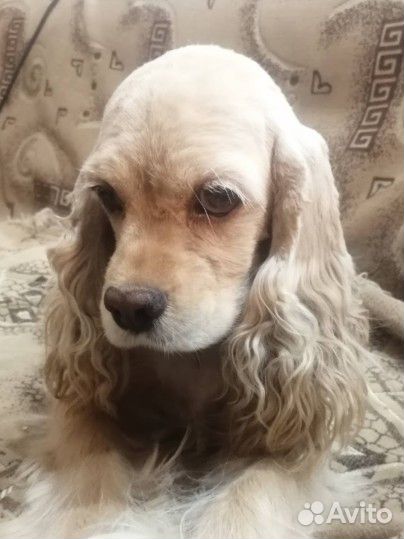 Американский спаниель