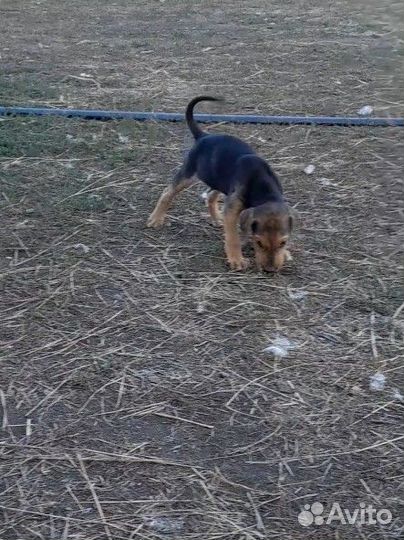 Щенки русской гончей