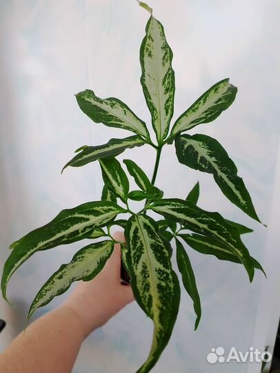 Сингониум 5