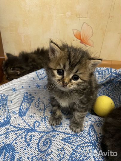 Курильский бобтейл