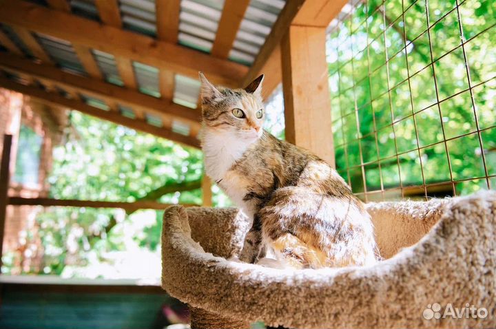 Кошка Маури из приюта бесплатно в добрые руки