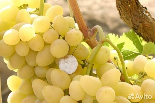 Саженцы Винограда Аркадия