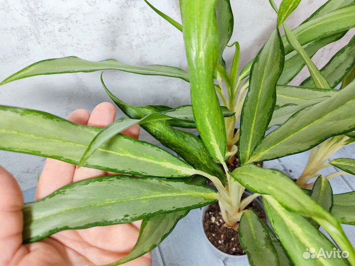 Аглаонема Вайт Ленс