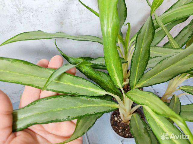 Аглаонема Вайт Ленс