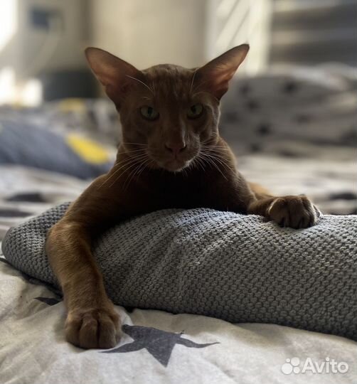 Ориентальный кот вязка