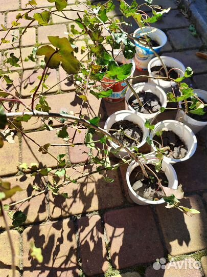 Плющ, Лаванда