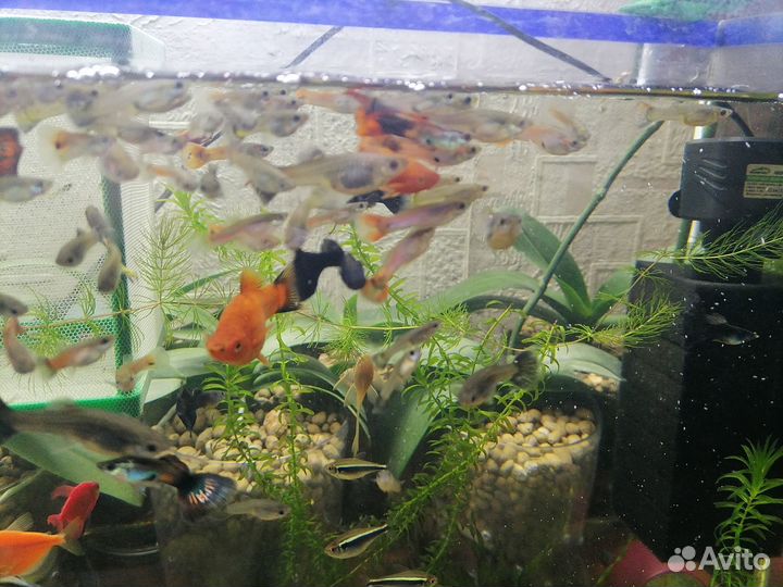Гуппи ассорти