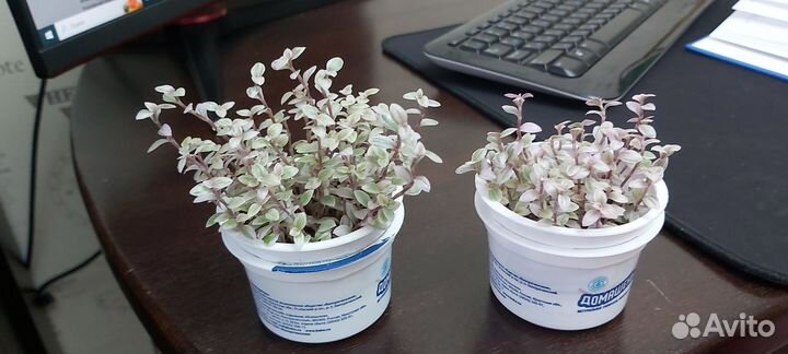 Каллизия розовая