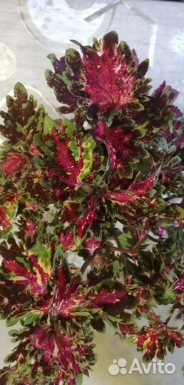 Колеусы вегетативные