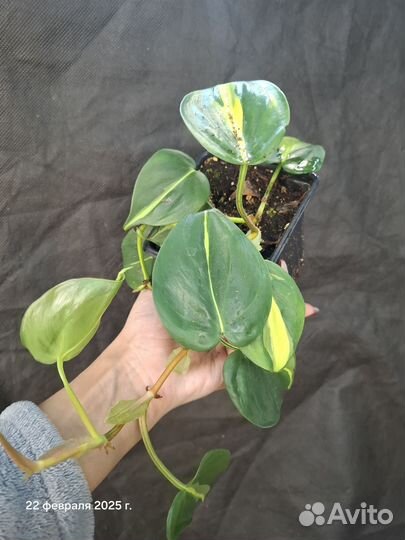 Филодендрон бразил