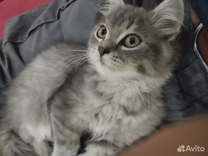 Котенок мальчик серый