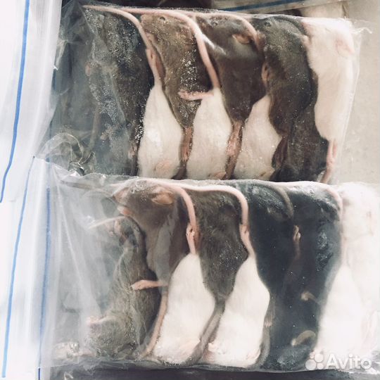 Мыши крысы кормовые