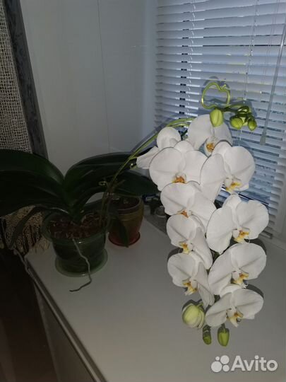 Орхидея фаленопсис