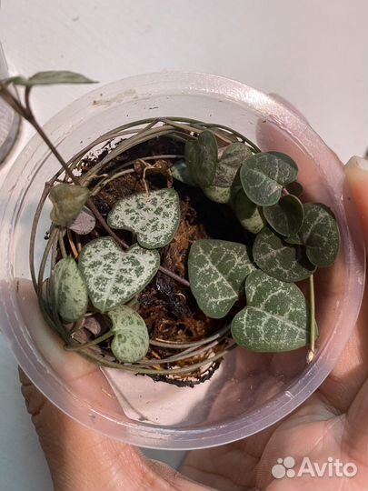 Церопегия Вуда