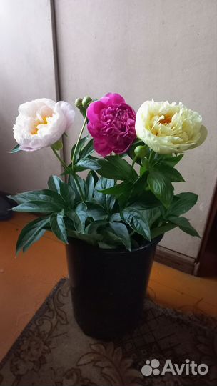 Срезка пионов для букета