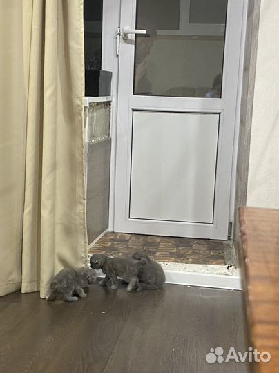 Шотландские котята