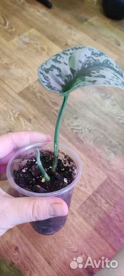 Сциндапсус