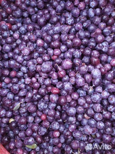 Варенье таёжный сбор 14