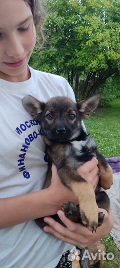 Отдам бесплатно щенки