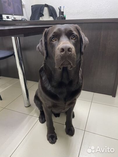 Кобель лабрадора вязка