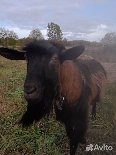 Чешский козел